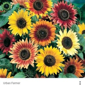 Meet your Posher, Denae